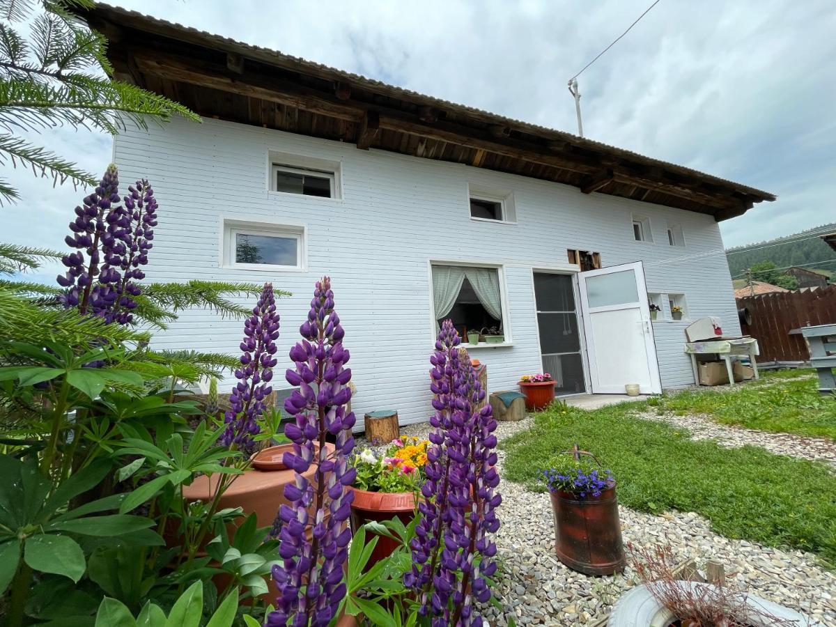 Casa De Oaspeti Cristina Fitod المظهر الخارجي الصورة